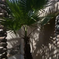 فروش نخل پالم واشنگتن|گل و گیاه طبیعی|بندر ماهشهر, |دیوار