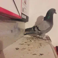 ترکیه و طوقی اویناق