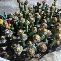 گلهای کاکتوس به قیمت عالی ومناسب حراج زده شد|گل و گیاه طبیعی|کازرون, |دیوار