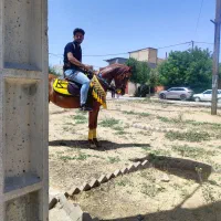 مادیان|اسب و تجهیزات اسبسواری|کبودرآهنگ, |دیوار