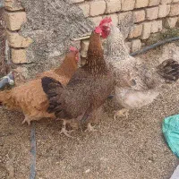 مرغ