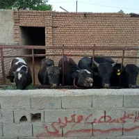 فروش گوساله چاق برای عید قربان
