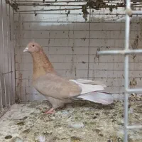 گرفتنی رنگی