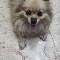 فروش لوازم پت شاپ