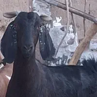 بز چاق وسالم برای قرمه