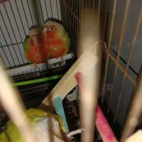 گرین چیک سوپر رد عروس هلندی