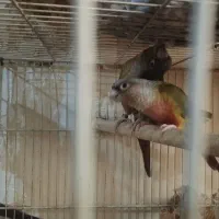 گرنچیک  و کوتوله