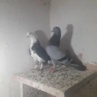 ۶ عدد کبوتر