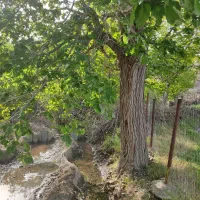 باغ فروشی روستایی شاره