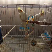 عروس هلندی اهلی|پرنده|زاهدان, |دیوار