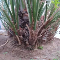 بچه نخل برحی|گل و گیاه طبیعی|بندر ماهشهر, |دیوار