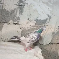 چهارعددکبوتریک پاکستانی وپتی واله