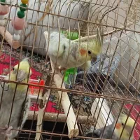 عروس هلندی خاص|پرنده|قم, سراجه (۱۵ خرداد)|دیوار