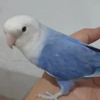 کوتوله بازی گوش