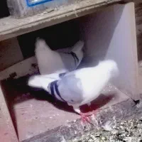 کبوتر|پرنده|سیلوانه, |دیوار