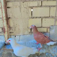 کفتر|پرنده|خرمشهر, |دیوار