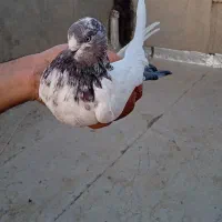 کبوتر کله دمبی