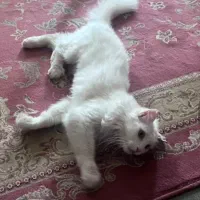 گربه|گربه|گرگان, |دیوار