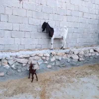 بز کهره دار