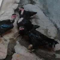 فروش مرغ محلی