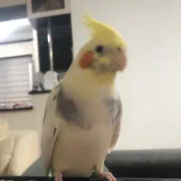 پرنده طوطی عروس هلندی سخنگو دلبندم گمشده|پرنده|ساری, |دیوار