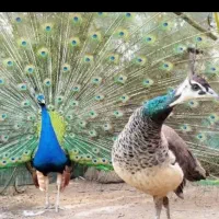 طاووس هندی