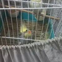 فروش|پرنده|جهرم, |دیوار