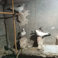 کبوتر|پرنده|میناب, |دیوار