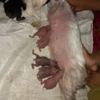 خرگوش بزرگ و کوچیک|موش و خرگوش|زاهدان, |دیوار