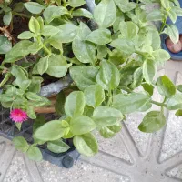 گل یخ های بزرگ و زیبا|گل و گیاه طبیعی|شیروان (خراسان), |دیوار