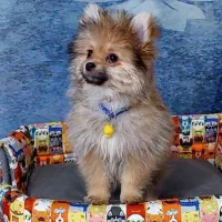 سگ پامرین خرسی