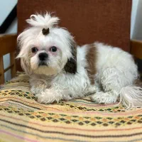 واگذاری شیتزو تریر|سگ|پاکدشت, پاکدشت (مامازند)|دیوار