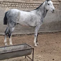 اسب گوسفند بز|اسب و تجهیزات اسب‌سواری|پیشوا, |دیوار