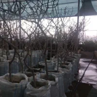 تخصص در نهال پسته