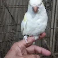 راهب فنچ مصری