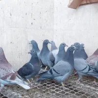 جوجه پلاکی