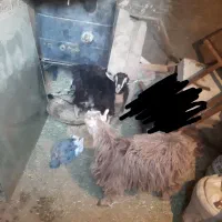 دوتا بز ماده