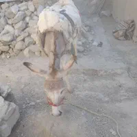 ۲۰‌تومن