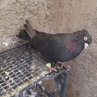 زاغ آبادانی چشم نوک سفید اسپرت|پرنده|شاهین‌شهر, شهرک گلدیس|دیوار
