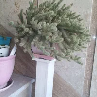حراج گل سانسوریا کاکتوس آلوورا|گل و گیاه طبیعی|تهران, مهرآباد جنوبی|دیوار