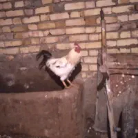 خروس محلی|حیوانات مزرعه|بزینه رود, |دیوار