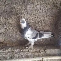 کبوتر ماده ابلغ