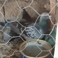 نامه بر فروش