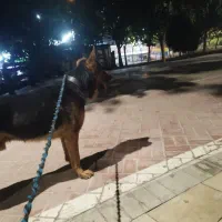 سگ ژرمن نر  (ک ش ش )