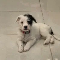 واگذاری توله دو ماهه شیتزو کراس