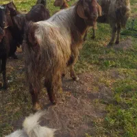 نربز.خلو. جلوکش.