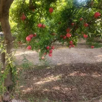 انار کوهنانی|خوردنی و آشامیدنی|کوهنانی, |دیوار