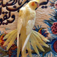 پرنده طوطی عروس هلندی فوق رام و شیطون دونخور