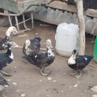 اردک اسرائیلی و غوغاز ماده|حیوانات مزرعه|گرگان, |دیوار