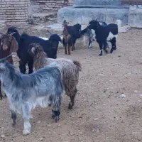 بره وکهره|حیوانات مزرعه|مرودشت, ده بید|دیوار